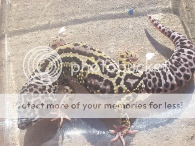 geckos002.jpg