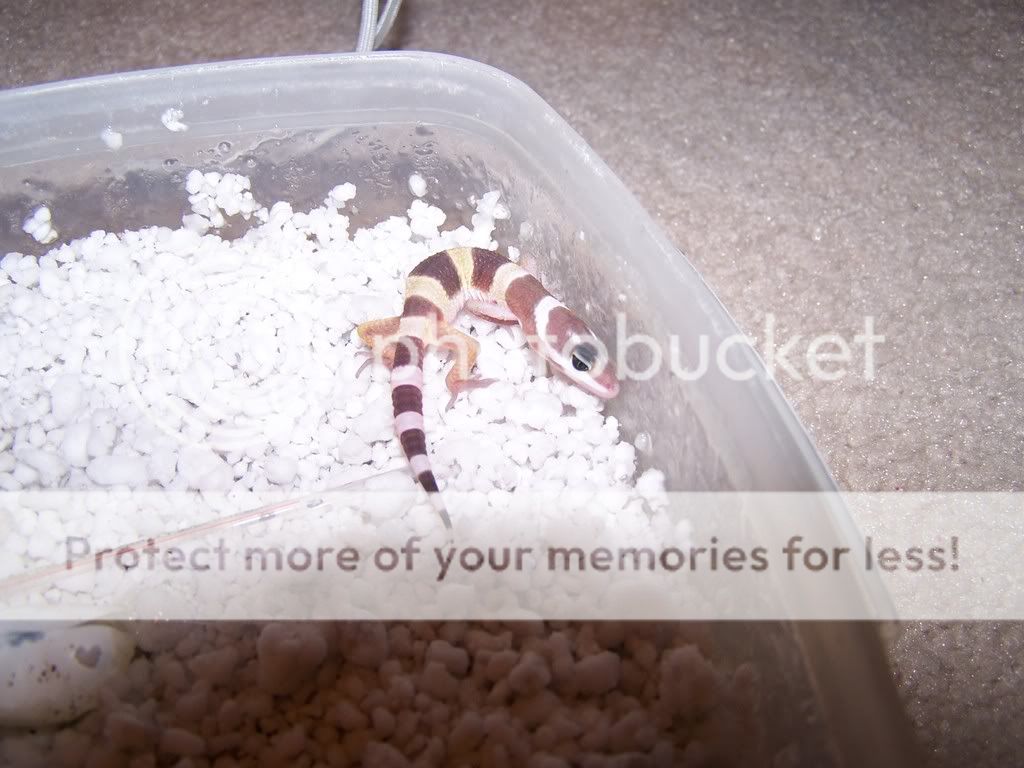 Leopardgecko009.jpg