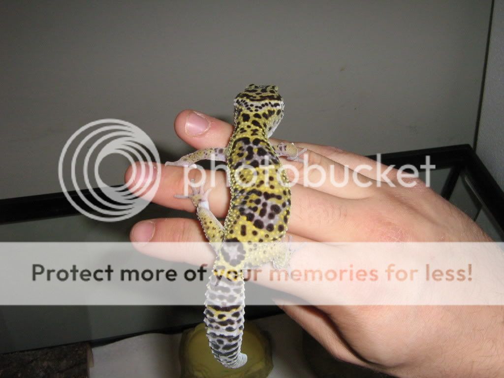 evenmoregeckos002.jpg