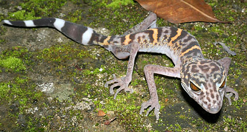 cat-ba-leopard-gecko.jpg