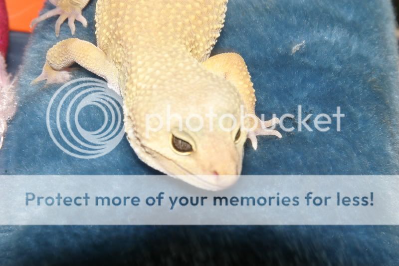 Geckos060.jpg