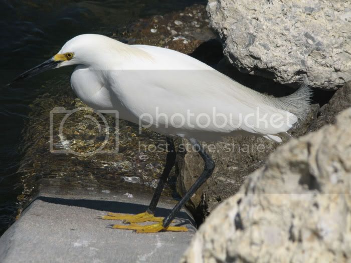 snowyegret2.jpg