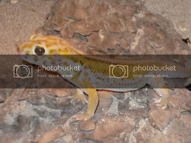 geckoniaenparoedura120.jpg