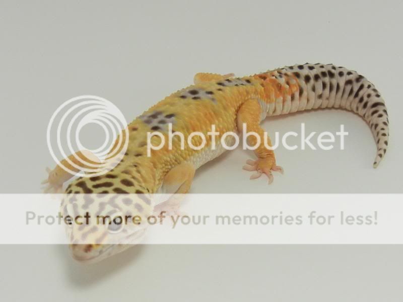 GeckosJune2011084.jpg