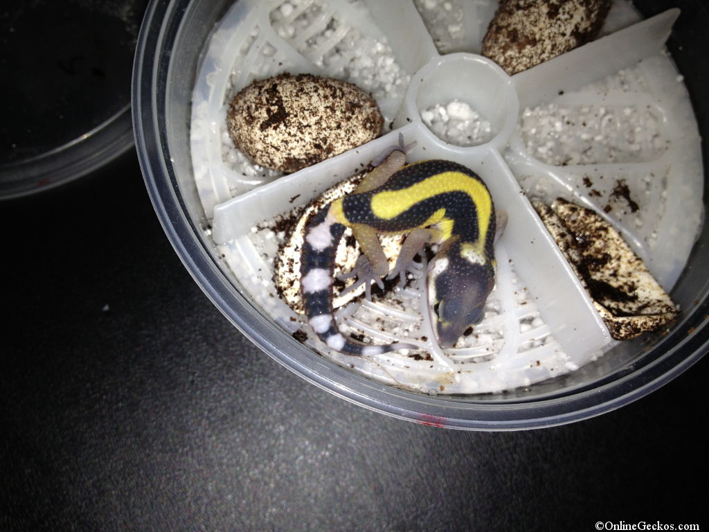 bandit-hatchling-2013b2.jpg