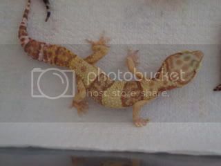 geckos003.jpg