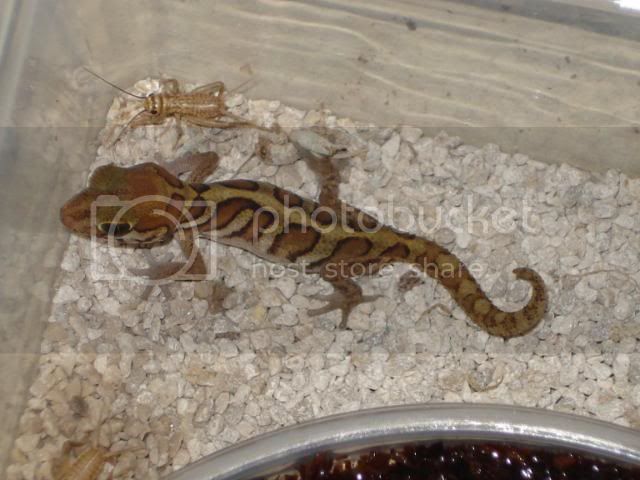 geckoniaenparoedura071.jpg