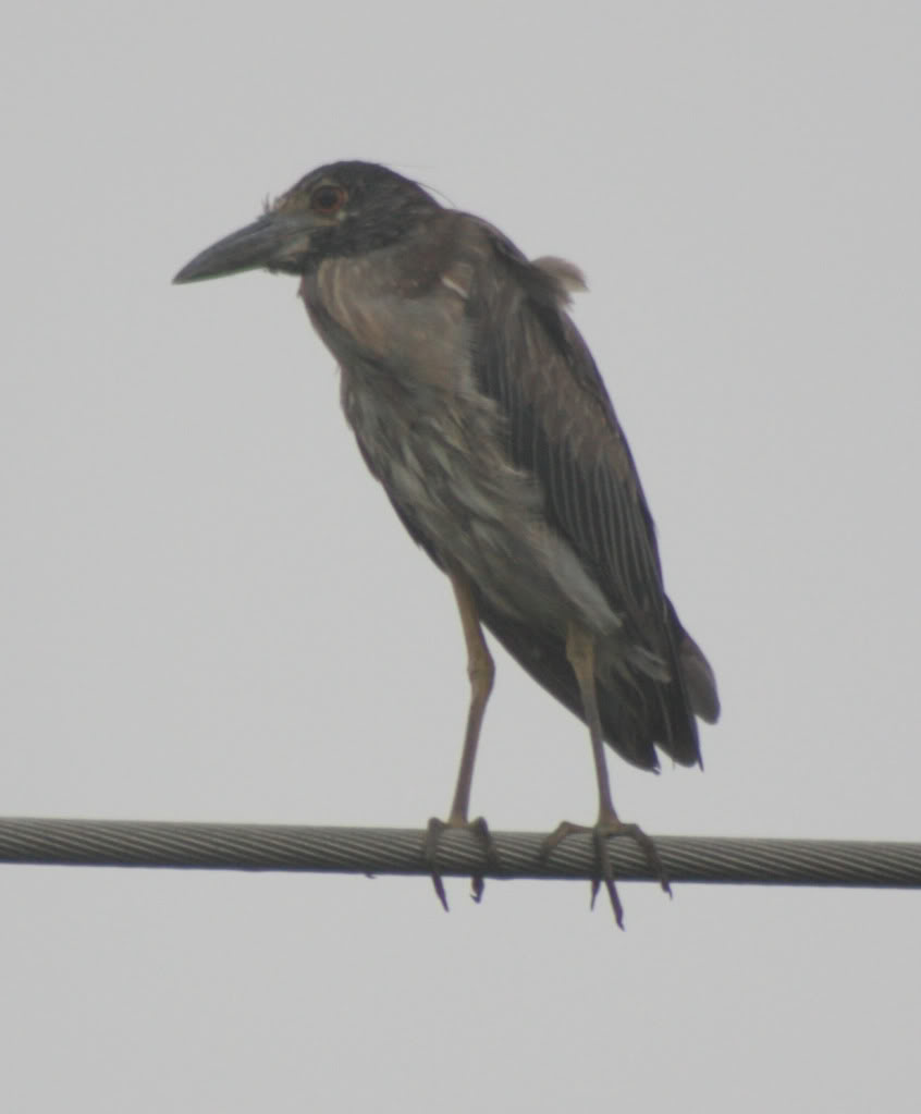 bird.jpg