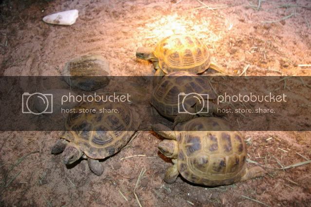 tortoiseeating002.jpg