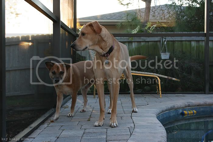 dogzfeb16.jpg
