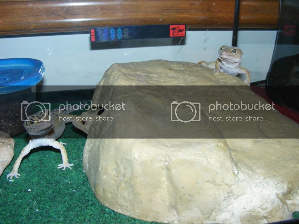 Geckos7-22-08006.jpg