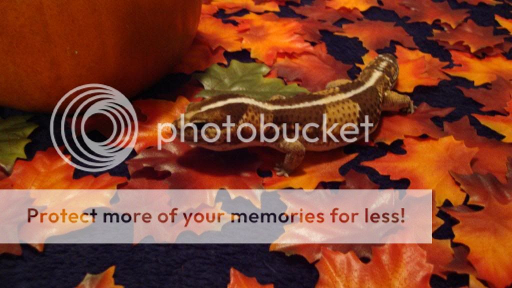Halloween049.jpg