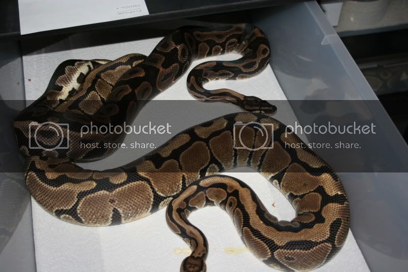 spotnoseleopard.jpg