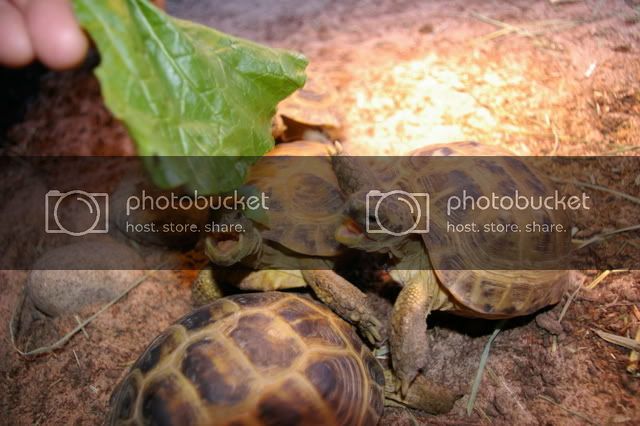 tortoiseeating007.jpg