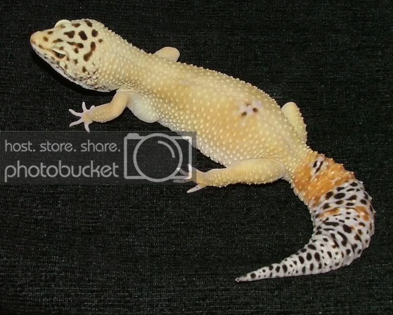 GeckoBreeders066.jpg