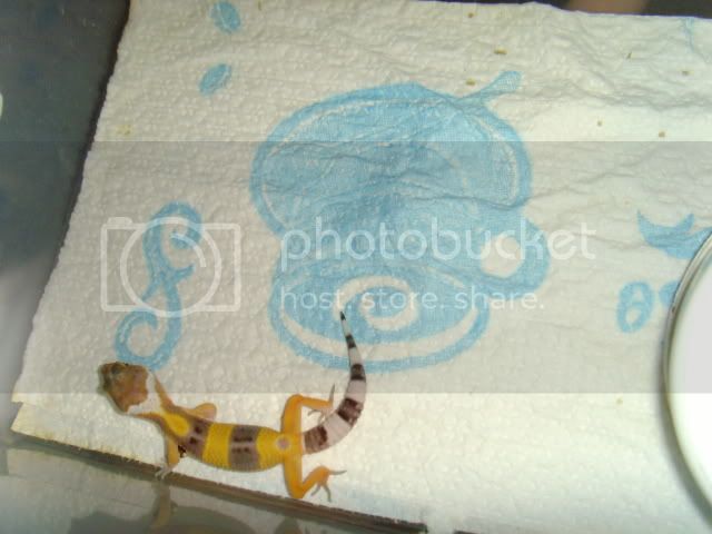 SNV38536.jpg