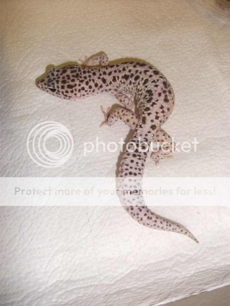 geckos035.jpg