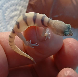 www.geckotime.com