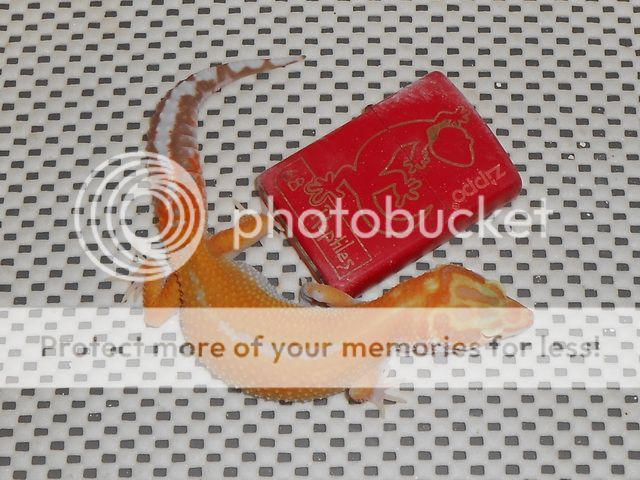DSCN0723.jpg