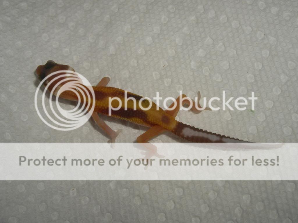 IMGP1182.jpg