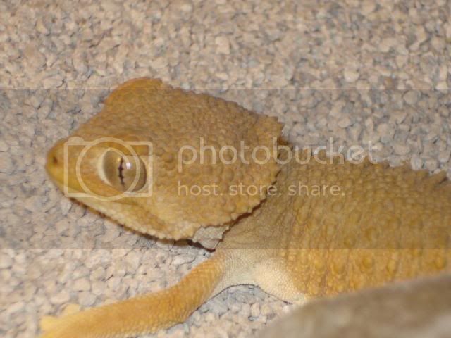 geckoniaenparoedura130.jpg