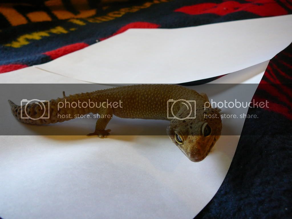 Geckos004.jpg