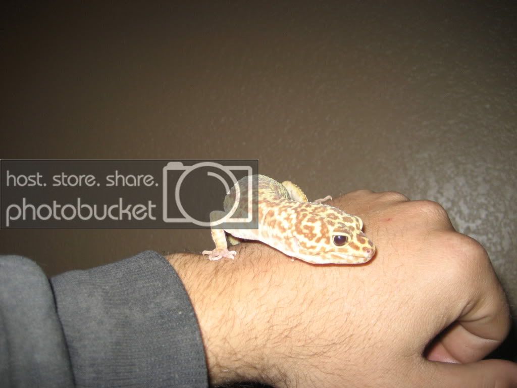 gecko005.jpg