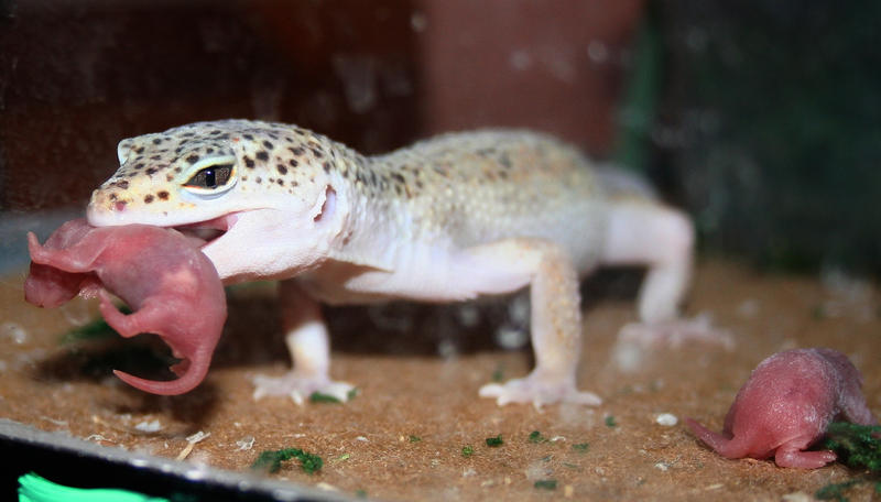Eating_Pinkies_by_spshlfx.jpg