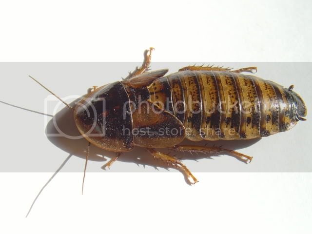 SNV38872.jpg