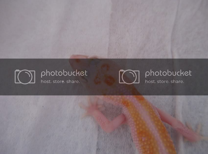 Leopardgeckos299-1.jpg