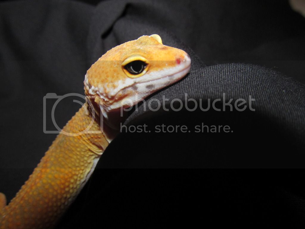 leopardgecko008.jpg