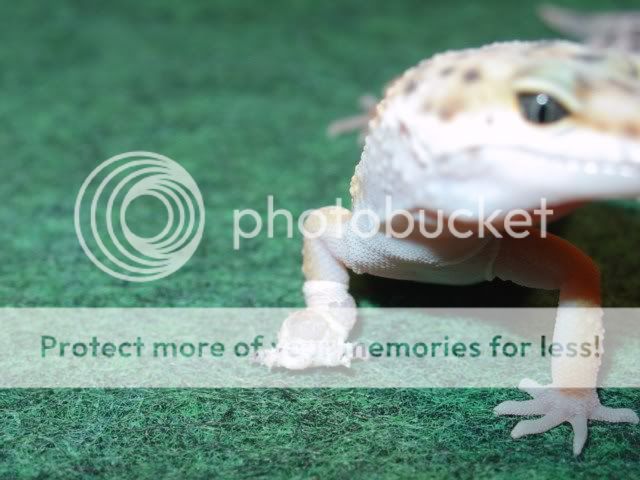 birthdayandleopardgecko033.jpg