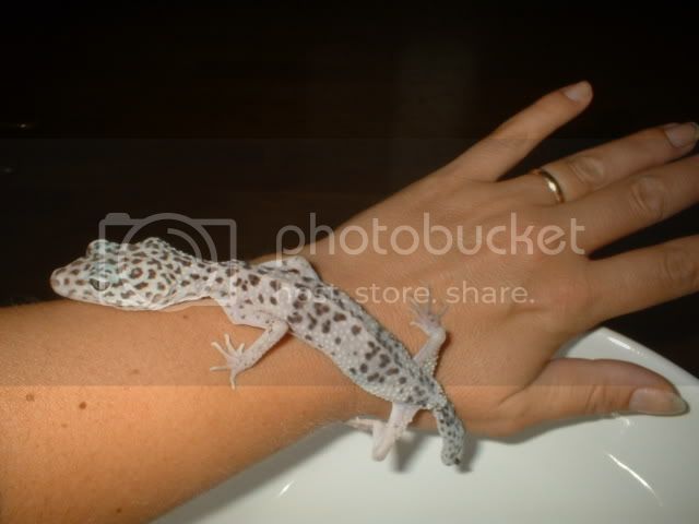 Geckos005.jpg