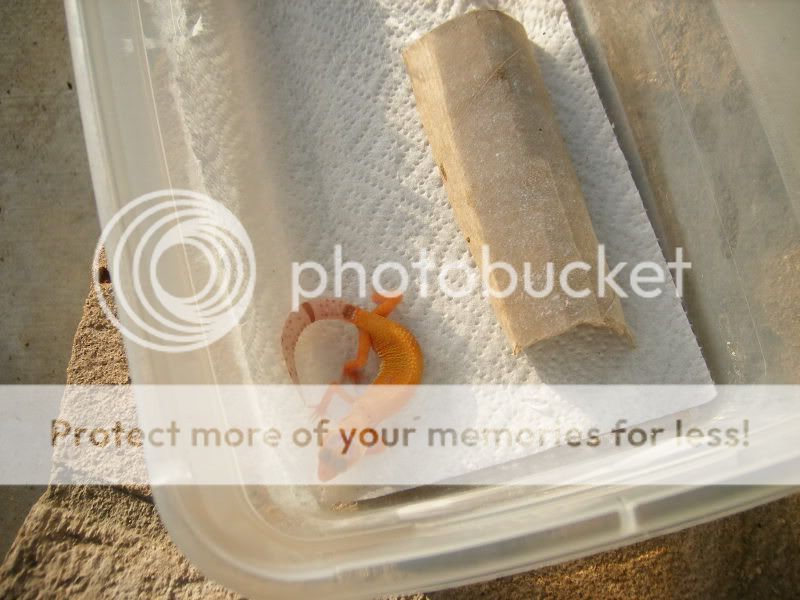 geckos019-1.jpg