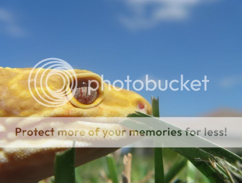 Leopardgeckos338-1.jpg