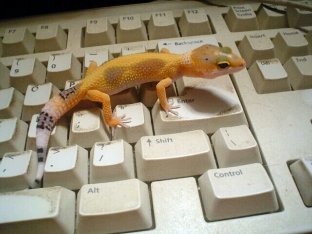 geckostripebabya.jpg