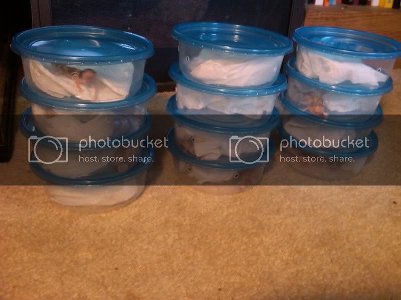 babysincontainers.jpg