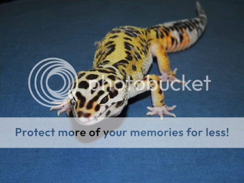 jakegecko028.jpg