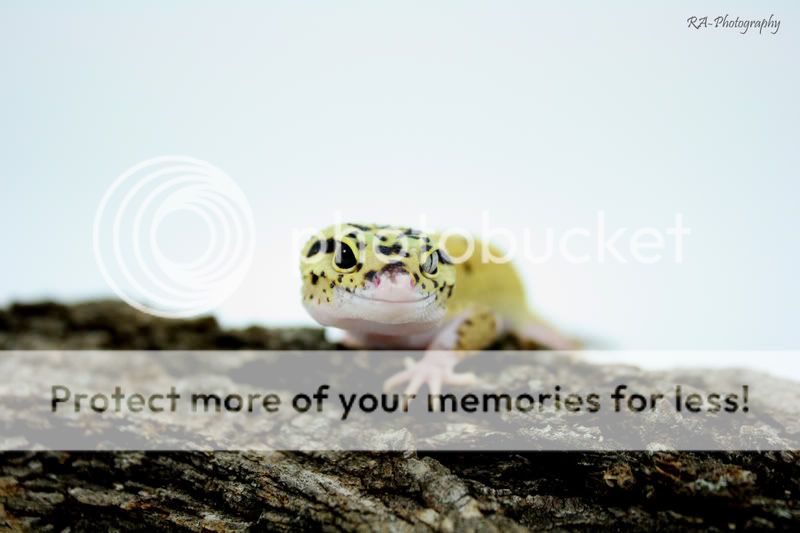 gecko1copy.jpg