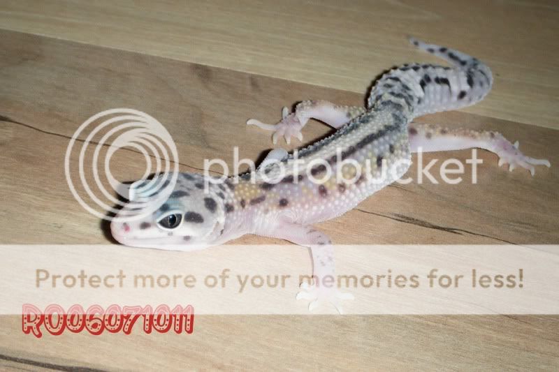 DSCF0825.jpg