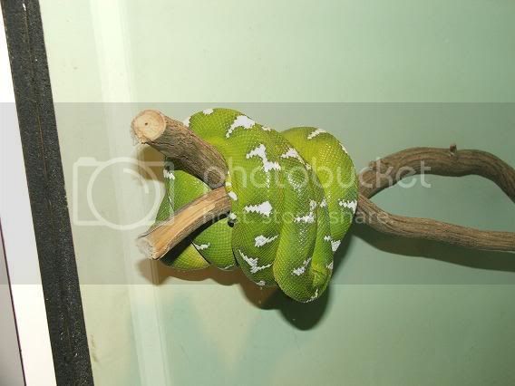 crestedsforsale1241.jpg