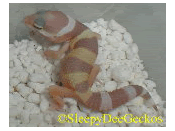 03gidy09_small.gif