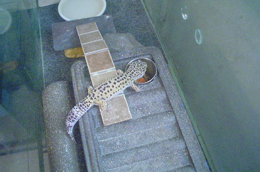 geckosnowdayeating.jpg