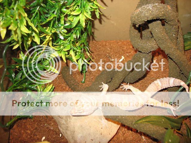 gecko.jpg