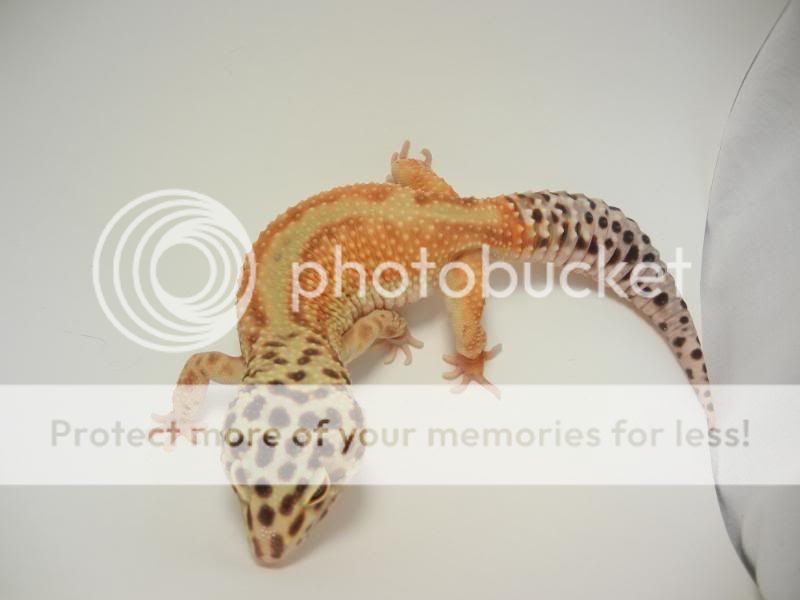 GeckosAugust2011004.jpg