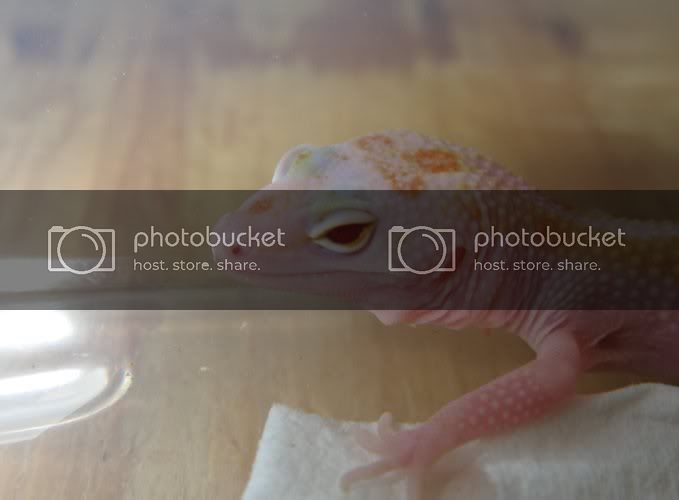 Leopardgeckos258-1.jpg