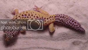 leopardgecko.jpg