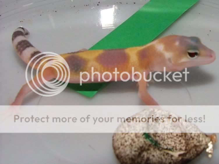 GeckoHatchlings07178.jpg