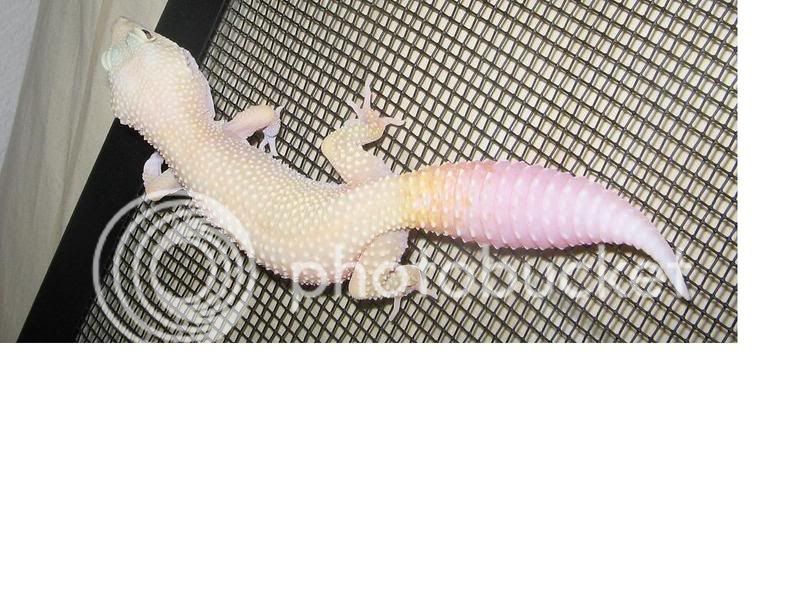 gecko14.jpg