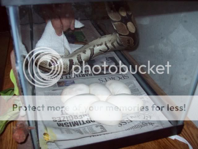 Eggs031.jpg